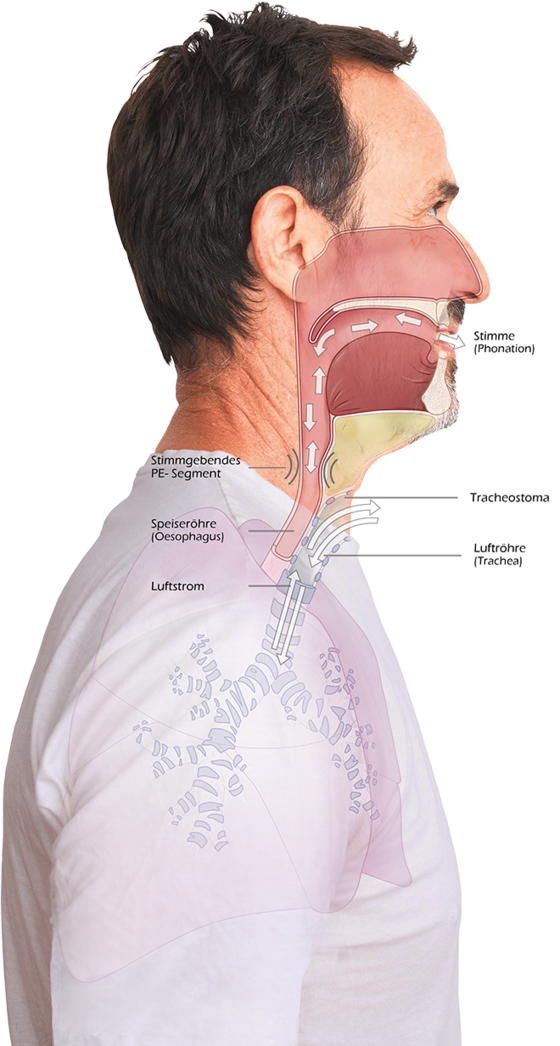 Wie funktioniert die Ruktusstimme?