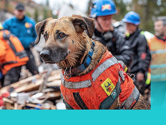 KI-generiert: ein Hund im Katastropenebiet vor Einsatzhelfern