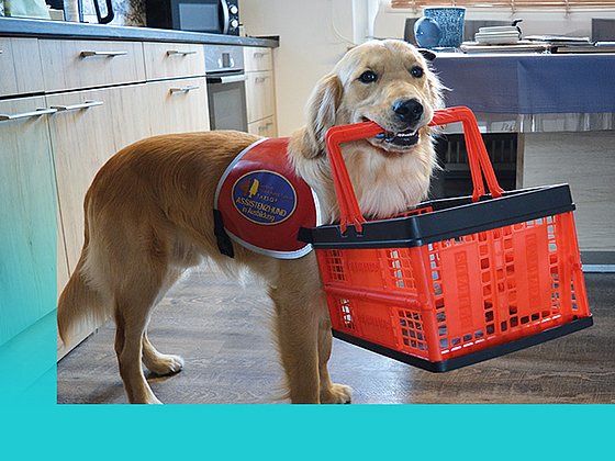 Hund mit Einkaufskorb in der Küche