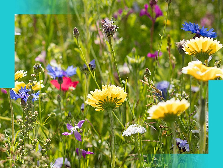 Bunte Blumenwiese im Sonnenschein