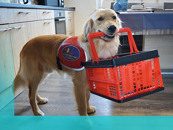 ein Hund steht in der Küche und trägt einen Einkaufskorb im Maul
