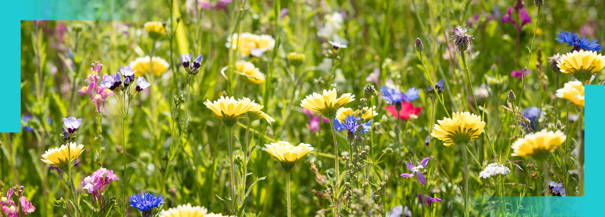 Bunte Blumenwiese im Sonnenschein